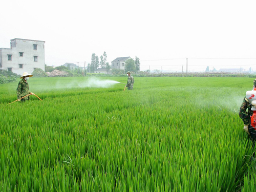 农业农药草莓视频APP污下载制备
